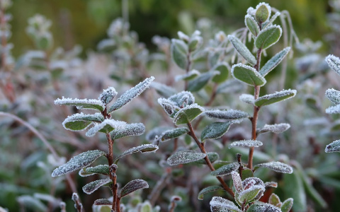 В Коми нагрянут заморозки