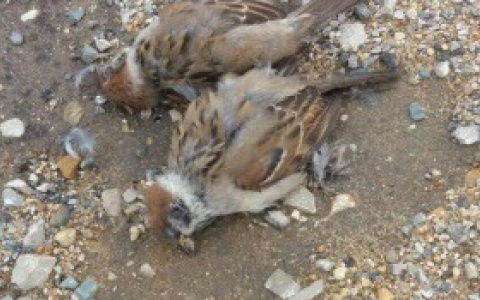 Новость о мертвых птицах в Коми оказалась вирусным фейком