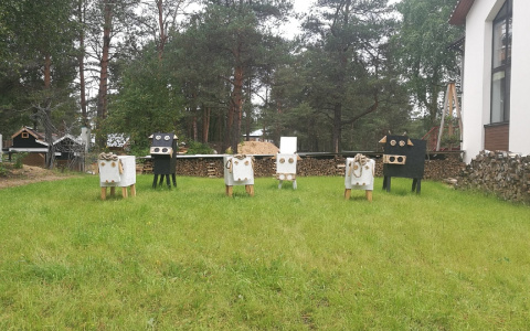 Фото дня в Сыктывкаре: стадо деревянных коров на зеленой поляне