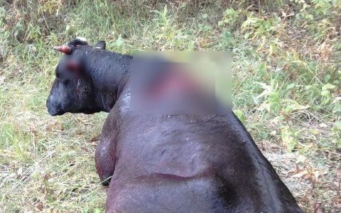 В селе Коми, где медведь задрал корову, просят убить зверя