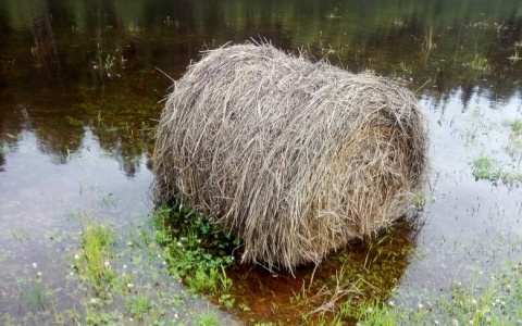 В Коми объявят режим чрезвычайной ситуации из-за мощных летних ливней