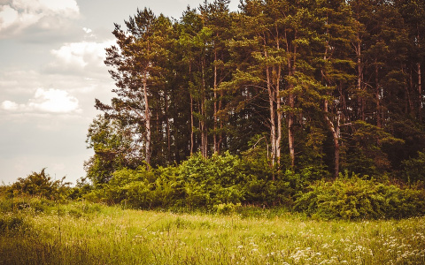 Грибника, который таинственно пропал в Коми, нашли спящим
