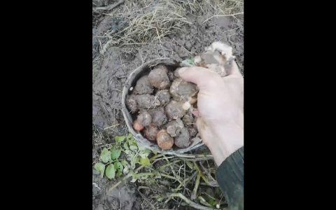 «Никогда такого не было»: вместо картофеля сыктывкарцы собрали гниль (видео)