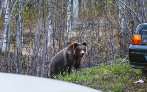 Ученые просят жителей Коми рассказать истории о встречах с медведями