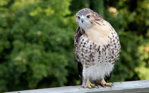 В Коми хищная птица оставила без электричества целый поселок