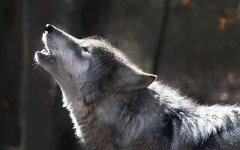Будут ли отстреливать волков в Сыктывкаре: мнение специалистов