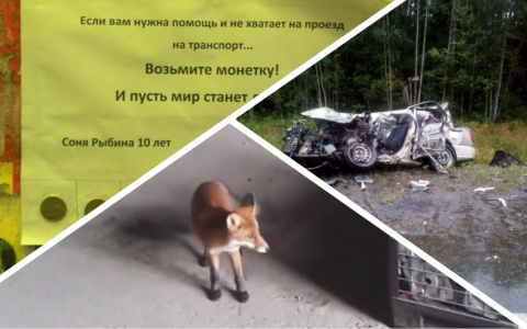 Итоги недели в Коми: смертельные аварии, хищники в городе и добрые инициативы детей