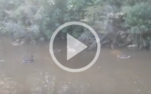 Сыктывкарец, который подружился с лисой, встретил стаю диких уток (видео)