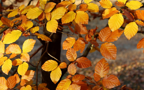 Погода в Сыктывкаре на 3 сентября: солнце, тепло и никакого ветра
