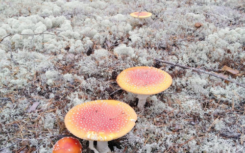 Фото дня в Сыктывкаре: ядовитые красавцы в белом море лесного ягеля