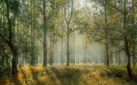 В Коми нашли тело пенсионерки, которую целую неделю искали в лесу