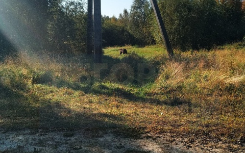 Сыктывкарцев предупредили о медведе в поселке (фото)