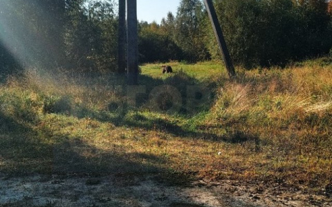 В полиции рассказали, что будут делать с медведем, которого встретил сыктывкарец