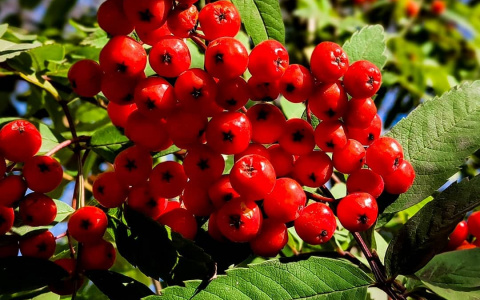 Фото дня в Сыктывкаре: алая рябина в свете осеннего солнца