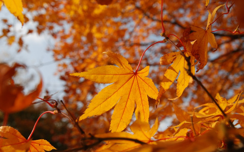 Погода в Сыктывкаре на 7 сентября: все еще тепло, но немного пасмурно