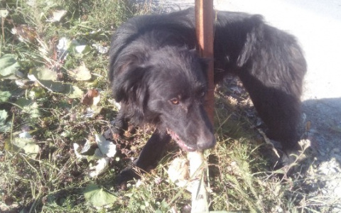 В Коми неизвестные проволокой примотали к столбу собаку (фото)