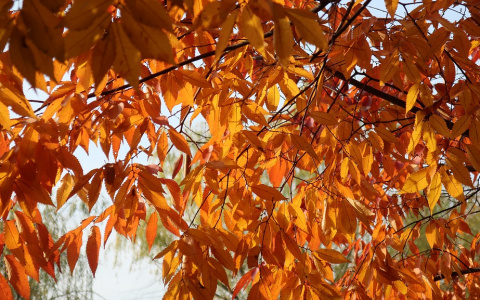 Погода в Сыктывкаре 8 сентября: снова осень