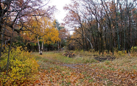 Синоптики рассказали, будет ли теплой вторая неделя сентября в Коми