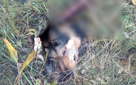 В Сыктывкаре звери в клочья разорвали собаку (фото 16+)