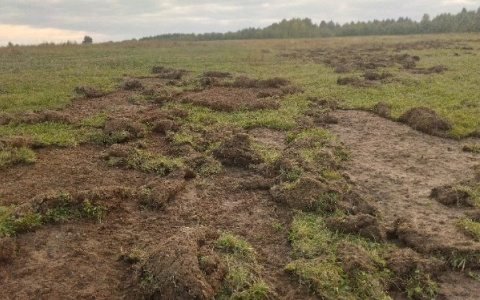 В одной из деревень Коми медведи перерыли поля (фото)
