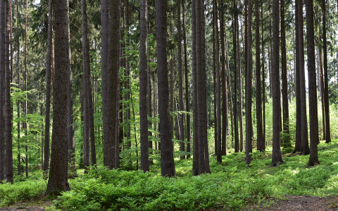 В Коми ищут мужчину, который ушел в лес в состоянии алкопсихоза