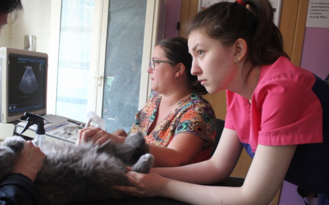 Сыктывкарские дети издевались над кошкой: у нее смяты все органы