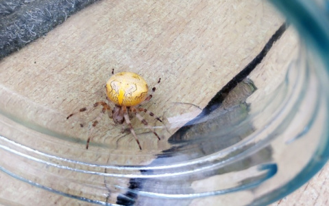 Сыктывкарка нашла на даче странного паука: «Не видела никогда такого»