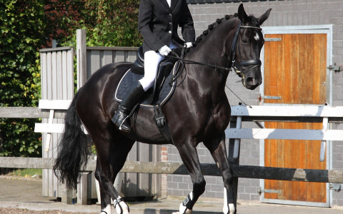 Девушка из Коми дважды победила на всероссийских соревнованиях по конному спорту