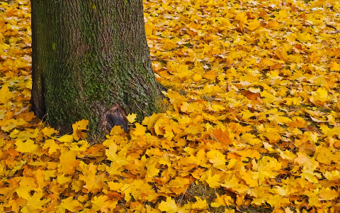 Погода в Сыктывкаре 12 сентября: тепло, облачно и небольшой дождь