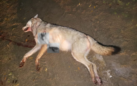 В Коми застрелили полутораметровую волчицу (фото)
