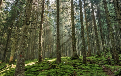 В Сыктывкаре искали маленьких детей, которые ушли в лес и исчезли