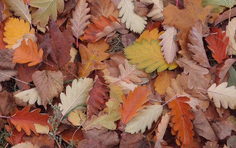 Погода в Сыктывкаре 18 сентября: небольшие дожди и осенние холода