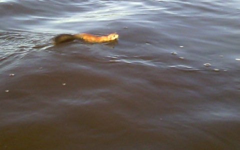 В Коми белка молниеносно плыла по реке со скоростью катера (фото)