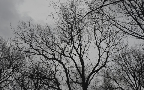 Погода в Сыктывкаре 19 сентября: почти зима