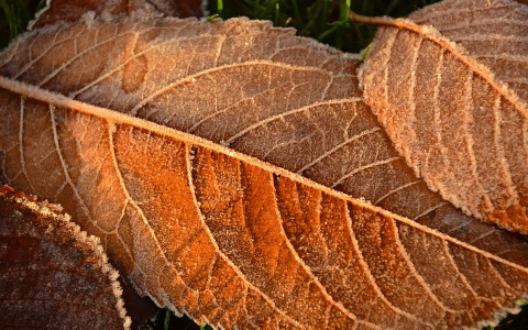 Погода в Сыктывкаре на 25 сентября: утренние снегопады и неприятный ветер