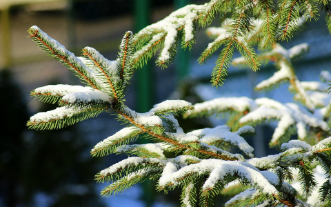 Один из городов Коми купит светящуюся елку за два миллиона рублей