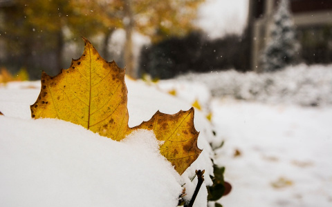 Погода в Сыктывкаре 4 октября: снегопады и холода