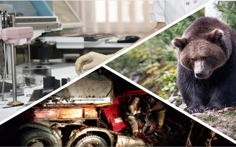 Итоги недели в Коми: медведь-собакоубийца, признаки рака и страшное ДТП