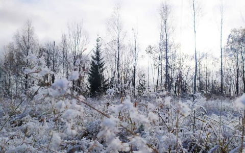 Фото дня под Сыктывкаром: снежная сказка октябрьским утром