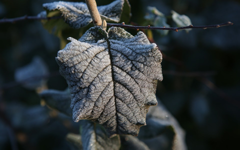 Погода в Сыктывкаре на 7 октября: утренние снегопады и холодный ветер