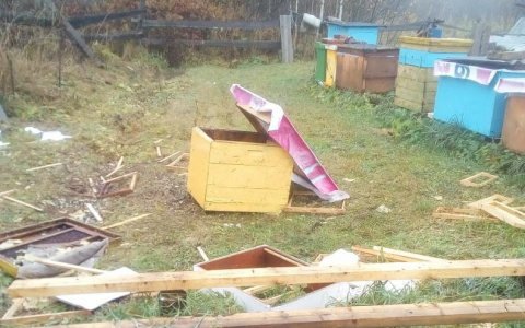В Коми медведи ворвались на пасеку и разорили ее