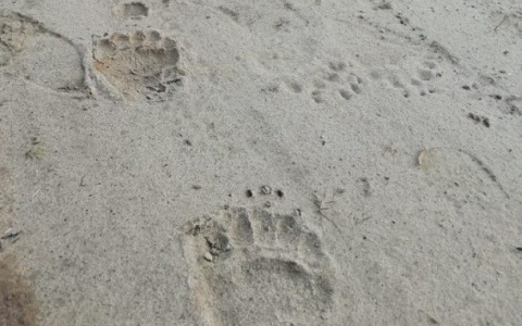 На кладбище в Коми нашли следы огромного медведя (фото)