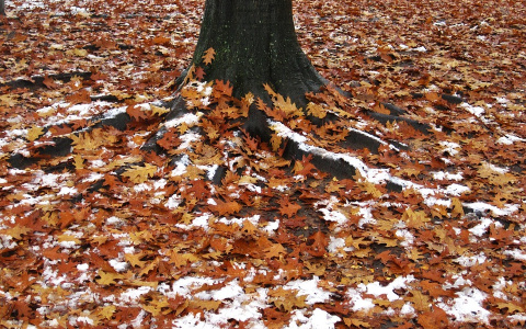 Погода в Сыктывкаре на 9 октября: пасмурно, сухо и холодно