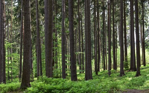 В Коми третий день ищут женщину, которая заблудилась в лесу