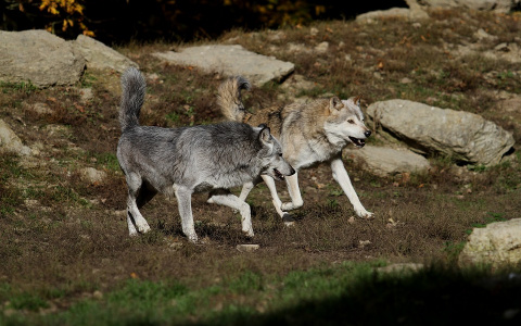 Жители деревни в Коми просят власти спасти их от волков автобусом