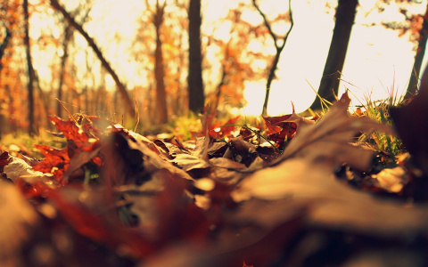 Погода в Сыктывкаре на 10 октября: сухо, светло и почти безветренно