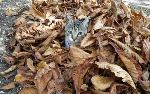 Погода в Сыктывкаре 11 октября: пасмурно, без осадков и слабый ветер