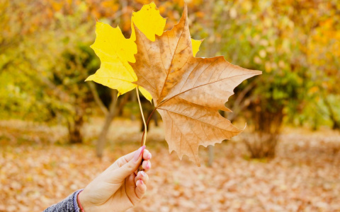 Погода в Сыктывкаре на 12 октября: чуть теплее и без осадков