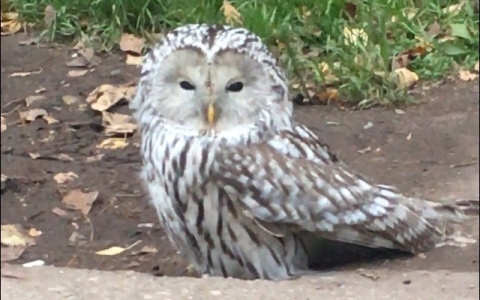 «Обалдеть! Это кто?»: сыктывкарцы в центре города заметили большую сову (видео)