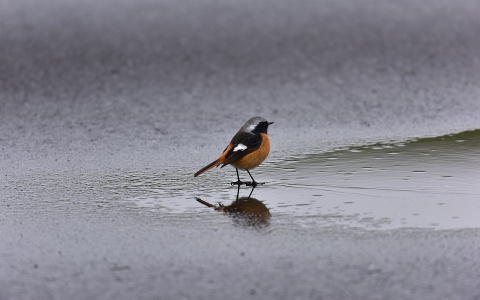 Погода в Сыктывкаре на 14 октября: тепло, но дождливо